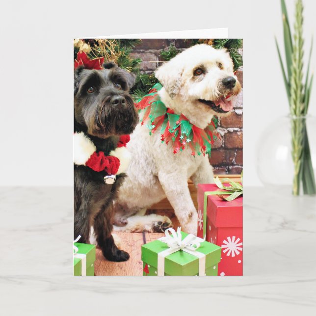 Cartes Pour Fêtes Annuelles Noël - capitaine blond comme les blés - Schnauzer (Devant)