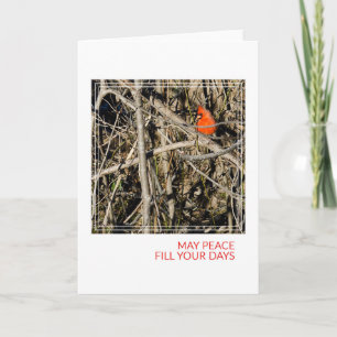 Cartes Pour Fêtes Annuelles Noël cardinal