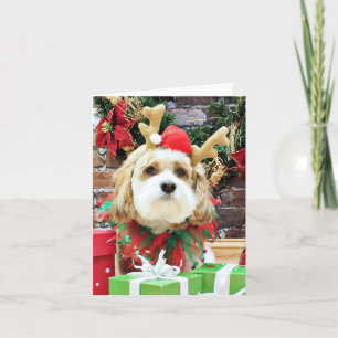 Cartes Pour Fêtes Annuelles Noël - Cavachon - maximum