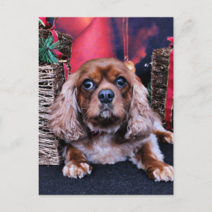 Cartes Pour Fêtes Annuelles Noël - Cavalier - Cooper
