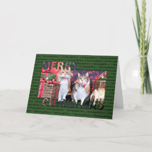 Cartes Pour Fêtes Annuelles Noël - chat - beurre et porcin
