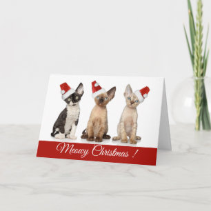Cartes Pour Fêtes Annuelles Noël  Chatons de Noël de Meowy