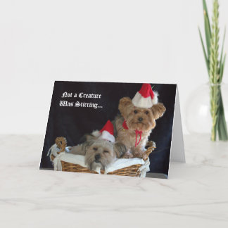 Cartes Pour Fêtes Annuelles Noël Chien