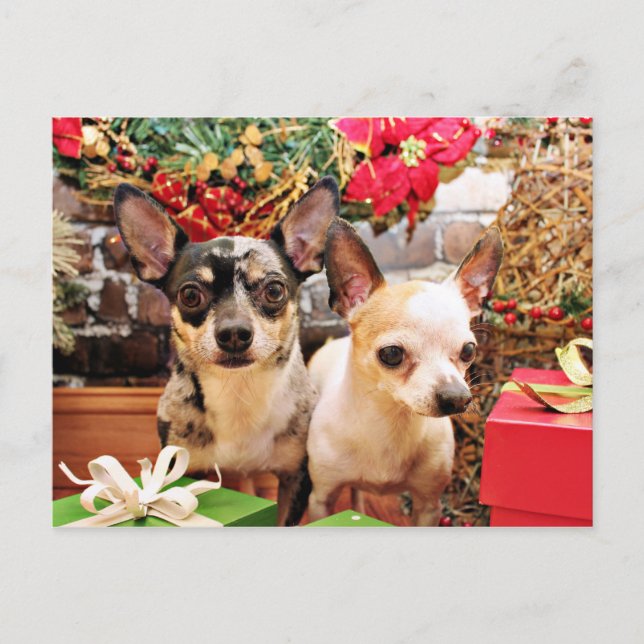 Cartes Pour Fêtes Annuelles Noël - Chihuahua - Gordy et Pedro (Devant)