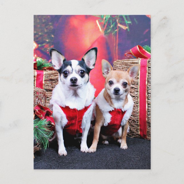 Cartes Pour Fêtes Annuelles Noël - Chihuahua - Moo Moo et Ginger (Devant)