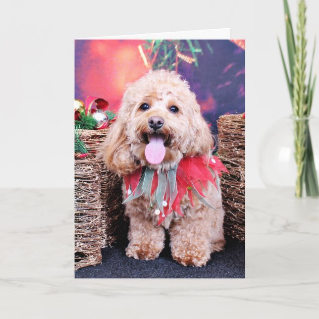 Cartes Pour Fêtes Annuelles Noël - Cockapoo - sinueux (Devant)