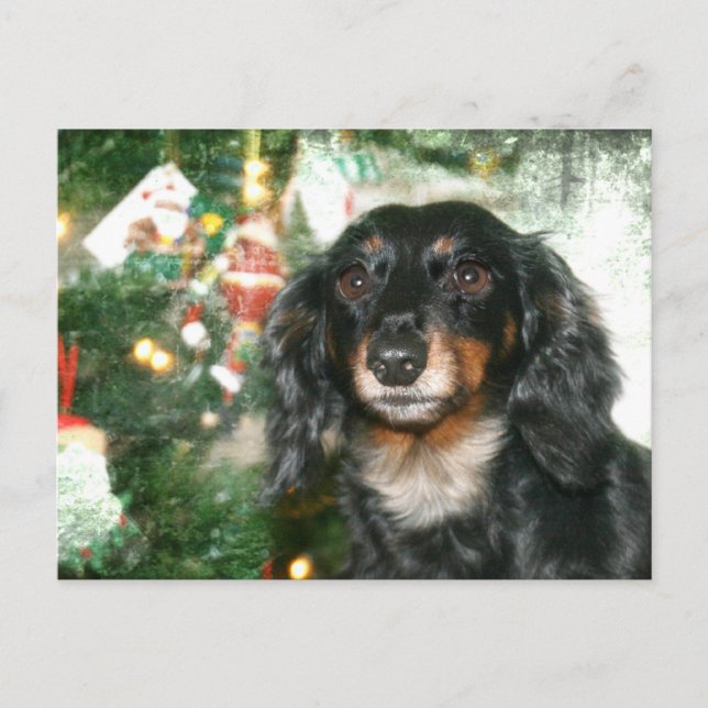 Cartes Pour Fêtes Annuelles Noël Dachshund (Devant)