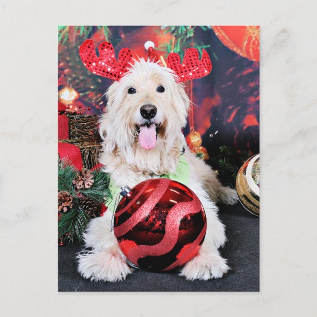 Cartes Pour Fêtes Annuelles Noël - Daisy - Goldendoodle (Devant)