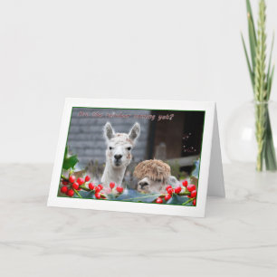 Cartes Pour Fêtes Annuelles Noël d'Alpaca