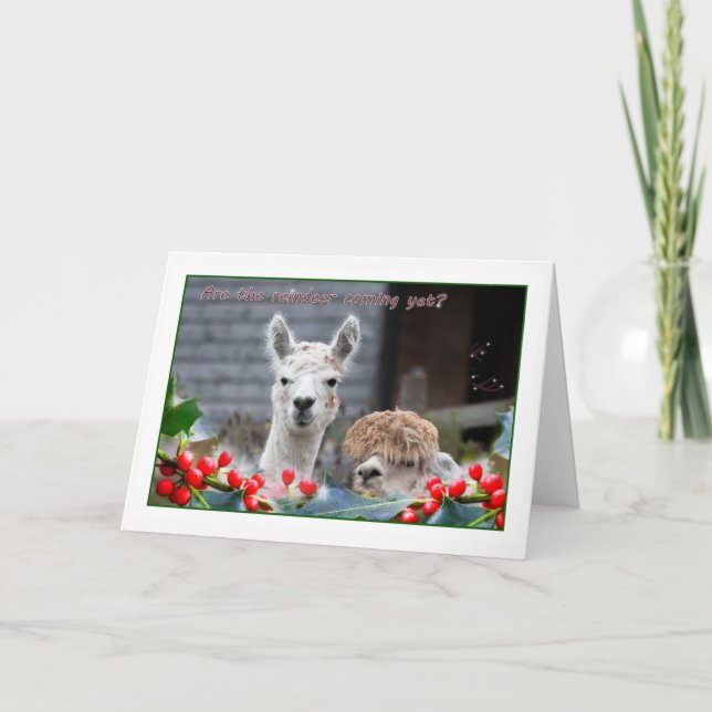 Cartes Pour Fêtes Annuelles Noël d'Alpaca (Devant)