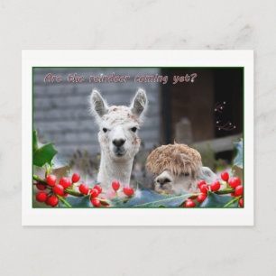 Cartes Pour Fêtes Annuelles Noël d'Alpaca