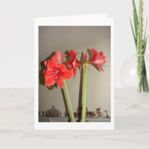 Cartes Pour Fêtes Annuelles Noël d'amaryllis