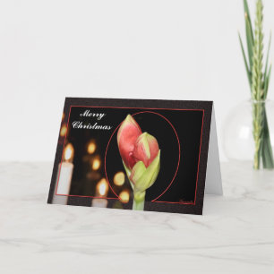 Cartes Pour Fêtes Annuelles Noël d'amaryllis