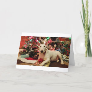 Cartes Pour Fêtes Annuelles noël de bull terrier