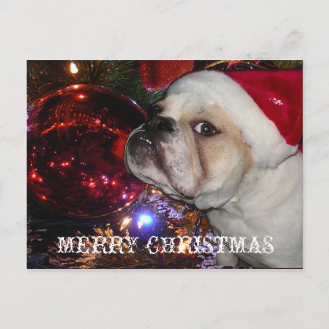 Cartes Pour Fêtes Annuelles Noël de Bulldog anglais (Devant)