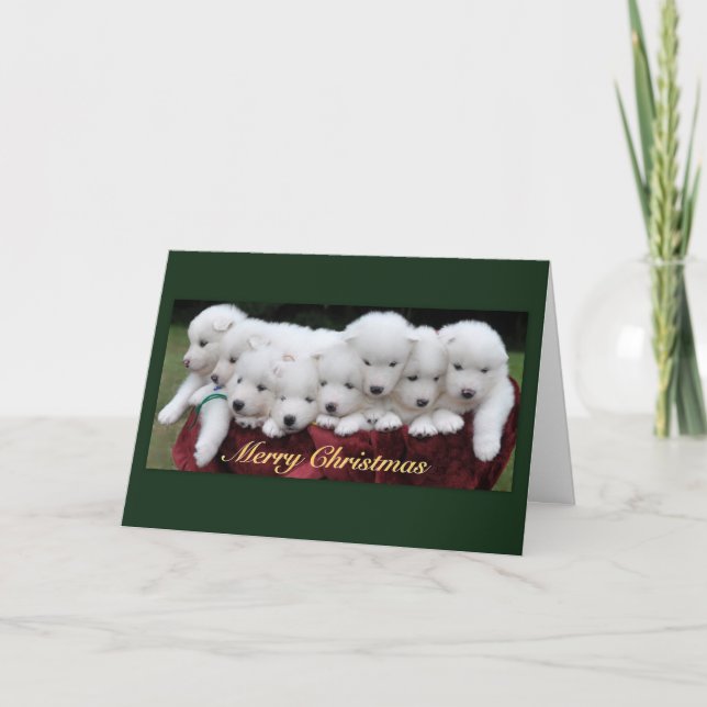 Cartes Pour Fêtes Annuelles Noël de chiots de Samoyed (4 semaines de) (Devant)