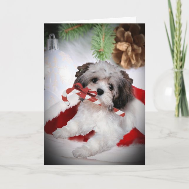 Cartes Pour Fêtes Annuelles Noël de Havanese (Devant)