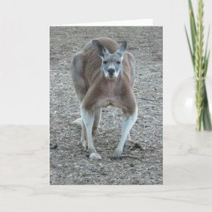 Cartes Pour Fêtes Annuelles Noël de kangourou