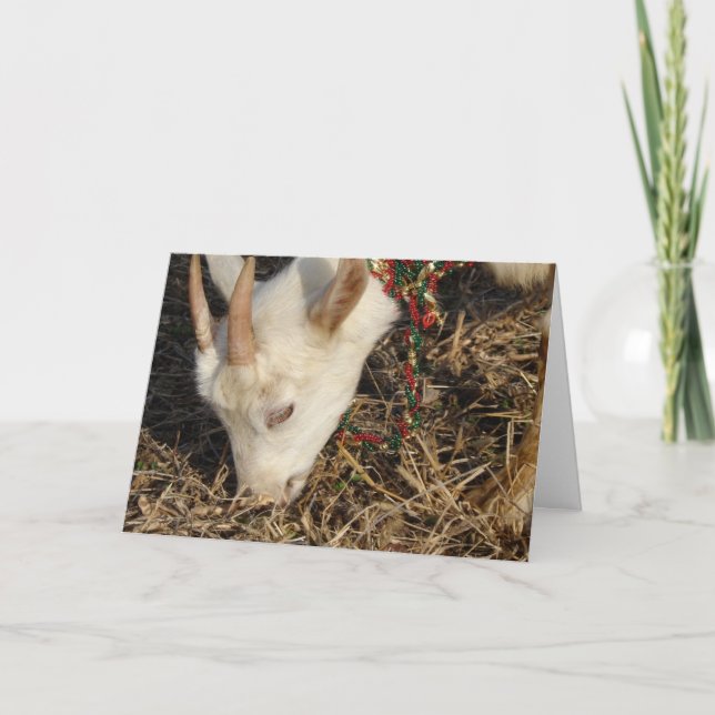 Cartes Pour Fêtes Annuelles Noël de la chèvre Saanen (Devant)