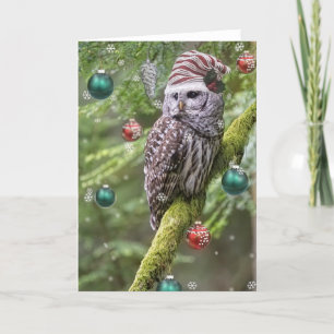 Cartes Pour Fêtes Annuelles Noël de la Chouette barrée