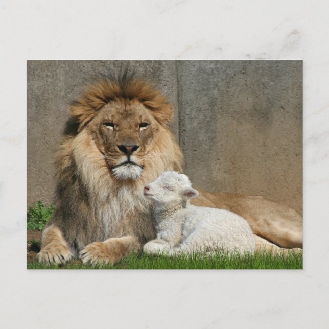 Cartes Pour Fêtes Annuelles Noël de lion et d'agneau (Devant)