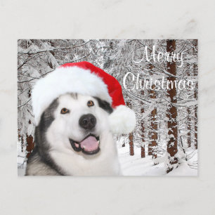 Cartes Pour Fêtes Annuelles Noël de Malamute en Alaska