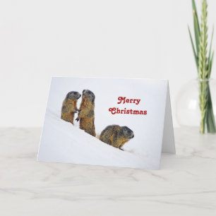 Cartes Pour Fêtes Annuelles Noël de marmottes