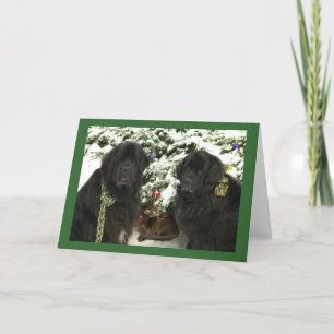 Cartes Pour Fêtes Annuelles Noël de Newfie