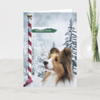 Noël de Sheltie