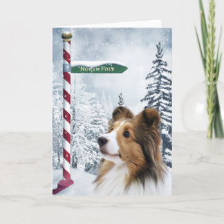 Cartes Pour Fêtes Annuelles Noël de Sheltie