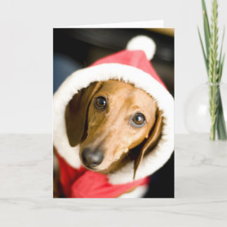 Cartes Pour Fêtes Annuelles Noël de teckel