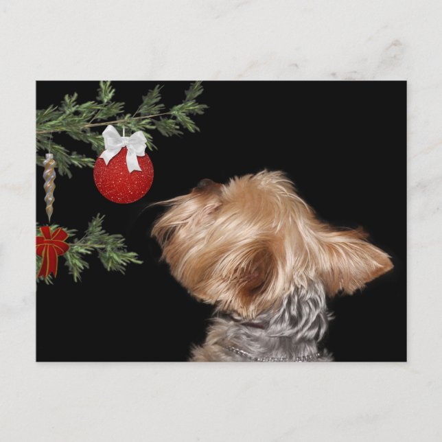 Cartes Pour Fêtes Annuelles Noël de Yorkie tenté (Devant)