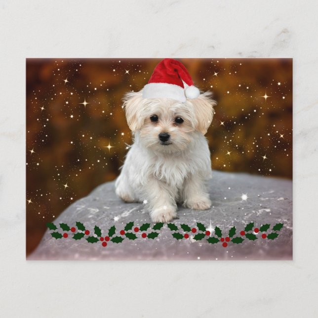 Cartes Pour Fêtes Annuelles Noël des chiots maltais (Devant)