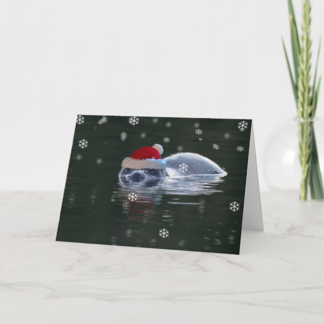 Cartes Pour Fêtes Annuelles Noël des phoques (Devant)