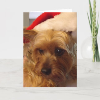 Cartes Pour Fêtes Annuelles Noël doux impertinent