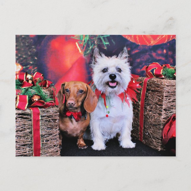 Cartes Pour Fêtes Annuelles Noël - Doxie Butch - Cairn Stella (Devant)
