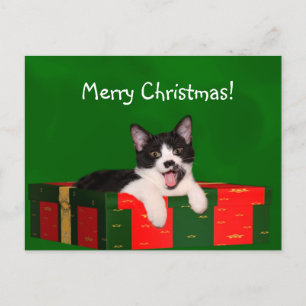 Cartes Pour Fêtes Annuelles Noël du chat de Tuxedo