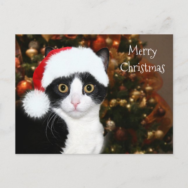 Cartes Pour Fêtes Annuelles Noël du chat de Tuxedo (Devant)