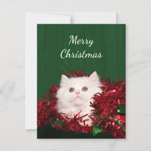 Cartes Pour Fêtes Annuelles Noël du chat perse blanc