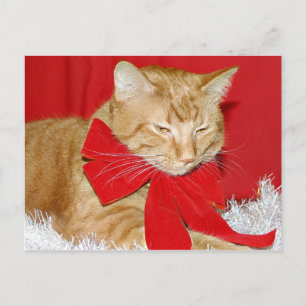 Cartes Pour Fêtes Annuelles Noël du chat tabby orange