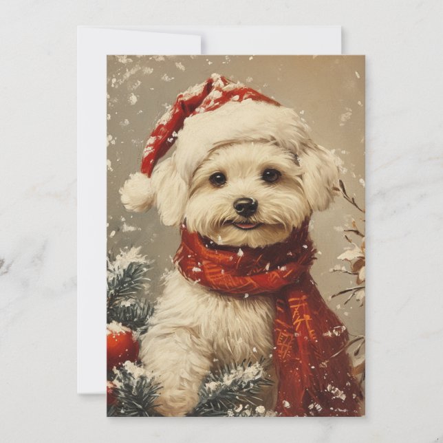 Cartes Pour Fêtes Annuelles Noël du chien maltais (Devant)