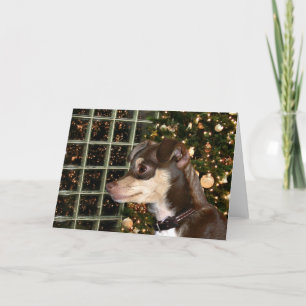 Cartes Pour Fêtes Annuelles Noël du Chihuahua