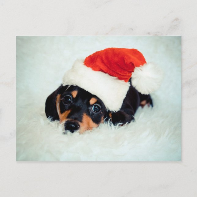 Cartes Pour Fêtes Annuelles Noël du chiot Dachshund (Devant)