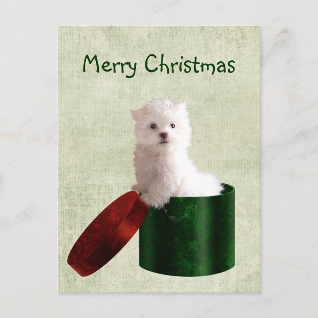 Cartes Pour Fêtes Annuelles Noël du chiot maltais (Devant)