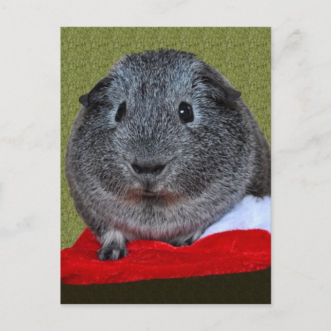 Cartes Pour Fêtes Annuelles Noël du cochon de Guinée (Devant)