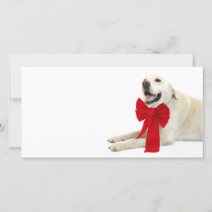 Cartes Pour Fêtes Annuelles Noël du labrador jaune