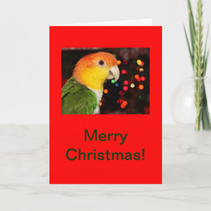 Cartes Pour Fêtes Annuelles Noël gonflé par blanc de perroquet de caïque