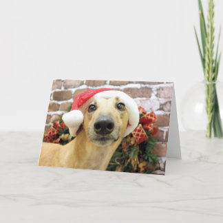 Cartes Pour Fêtes Annuelles Noël - Greyhound - Pena