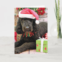 Noël - LabraDoodle - Miller