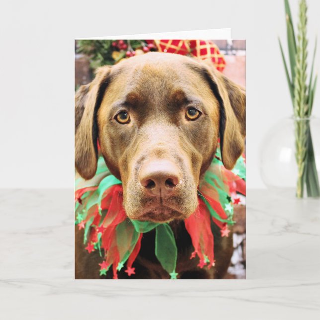 Cartes Pour Fêtes Annuelles Noël - Labrador au chocolat - Hershey (Devant)